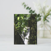 雨林及び滝の郵便はがき ポストカード (スタンド正面)