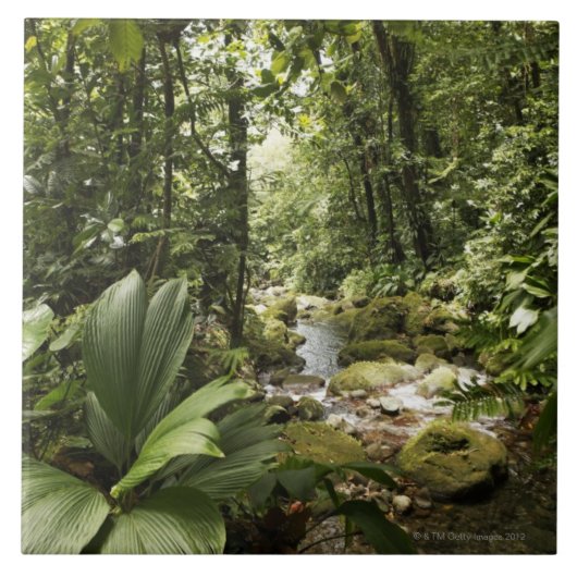 雨林、ドミニカの流れ タイル (正面)
