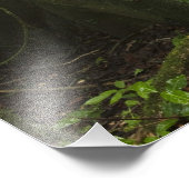 雨林、マパリリバーノースルプuni、 フォトプリント            (角)