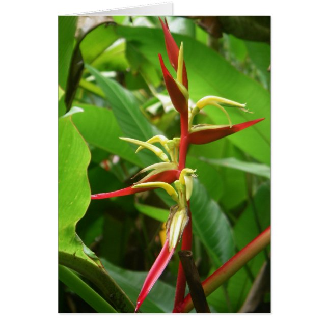 雨林Tropicals (正面)