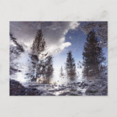 雨水に反射する木 ポストカード (正面)