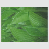 雨滴のティッシュペーパーが付いている緑のHostAの葉 薄葉紙 (正面)