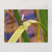 雨滴の葉のトンボ ポストカード (正面)