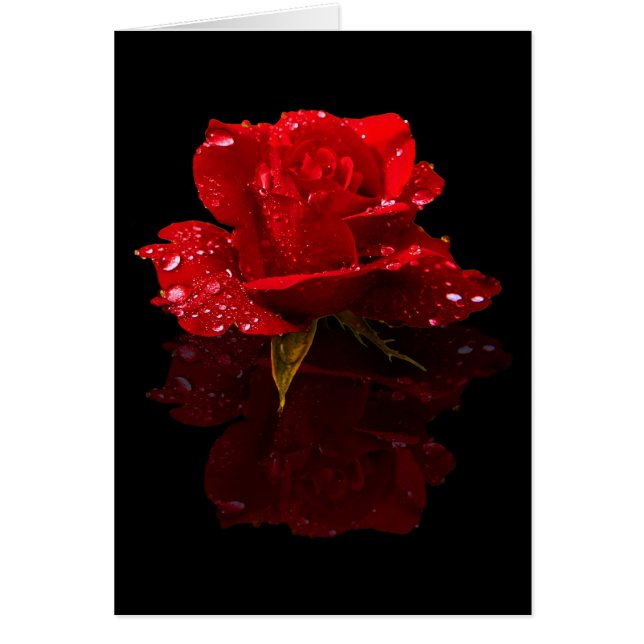 雨滴はの上がりました (正面)