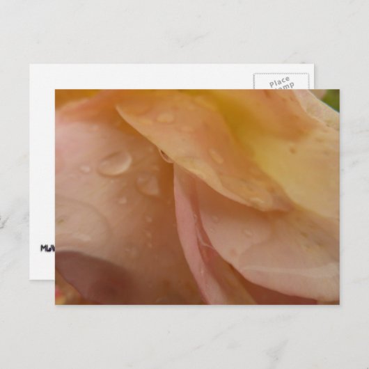 雨滴オンバラ花びらピンクピーチフローラ ポストカード (正面/裏面)