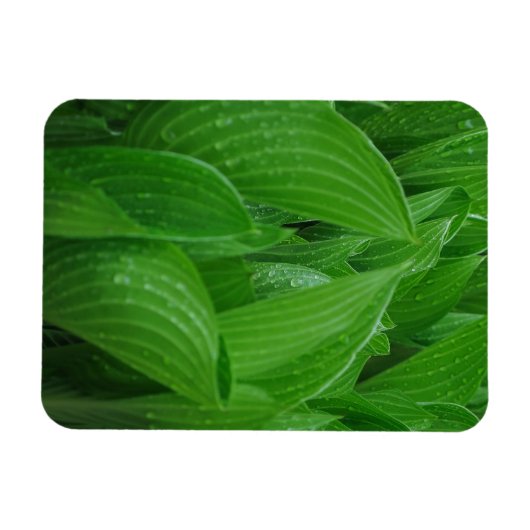 雨滴付きホスト可マグネット マグネット (横)