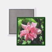 雨滴磁石付きダブルピンクのハイビスカス マグネット (正面/裏面)