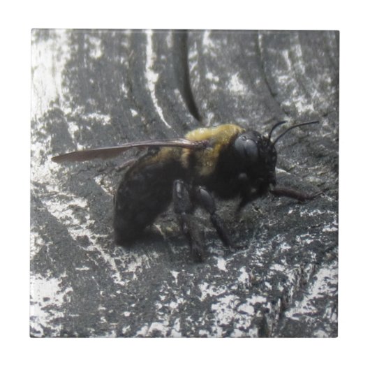 雨滴 タイル (正面)