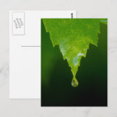 雨滴 ポストカード (正面/裏面)