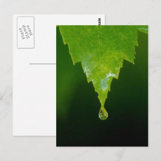 雨滴 ポストカード (正面/裏面)