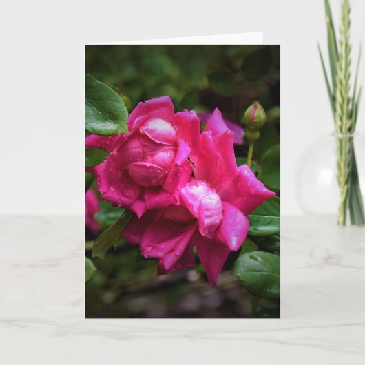 雨滴&レッドローズ、カード カード (正面)