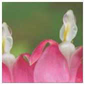 雨生地の大げさに同情する人 ファブリック (クローズアップ)