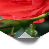 雨粒と開花の赤バラ花 ポスター (角)