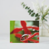 雨粒に赤い花 ポストカード (スタンド正面)