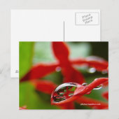 雨粒に赤い花 ポストカード (正面/裏面)