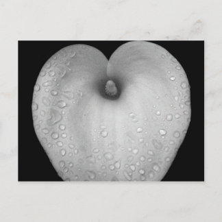 雨粒のユリ ポストカード