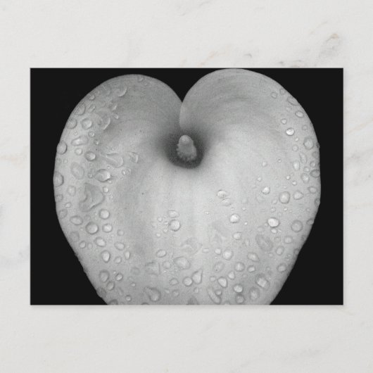 雨粒のユリ ポストカード (正面)