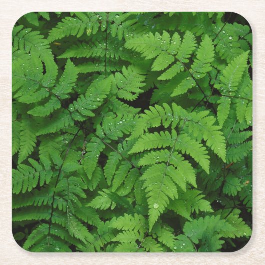 雨粒のワシントン州 スクエアペーパーコースター (正面)