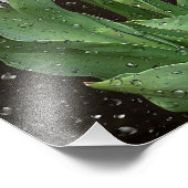 雨粒の白いチューリップ フォトプリント            (角)