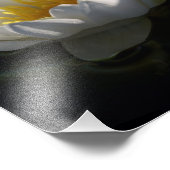 雨粒の白い睡蓮 フォトプリント            (角)