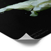 雨粒の花を持つ白いバラのつぼみ ポスター (角)