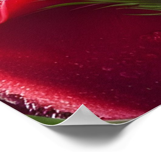 雨粒の赤いバラ ポスター (角)