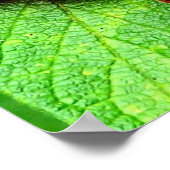 雨粒を持つ赤い果実自然 ポスター (角)