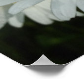 雨粒オンデイジーワイルドフラワーフローラ ポスター (角)