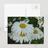 雨粒オンデイジーワイルドフラワーフローラ ポストカード (正面/裏面)