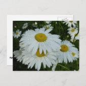 雨粒オンデイジーワイルドフラワーフローラ ポストカード (正面/裏面)