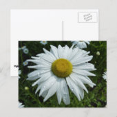 雨粒オンデイジーIIワイルドフラワーフローラ ポストカード (正面/裏面)