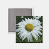雨粒オンデイジーIIワイルドフラワーフローラ マグネット (正面/裏面)