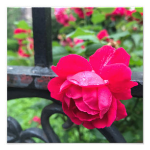 雨粒ピンクローズフラワーバラ雨日NYC フォトプリント