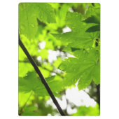 雨粒葉付きメエデ クリップボード (裏面)