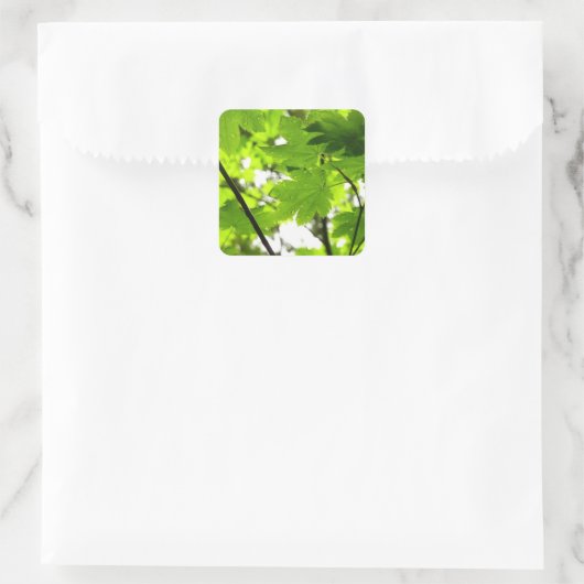 雨粒葉付きメエデ スクエアシール (バッグ)