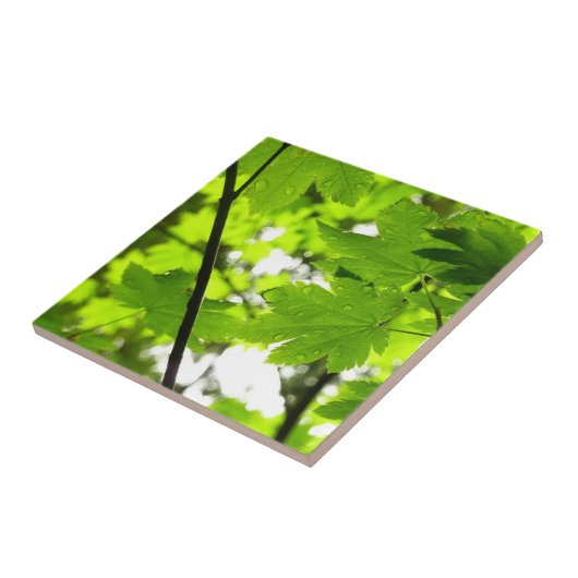 雨粒葉付きメエデ タイル (側面)