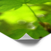 雨粒葉付きメエデ ポスター (角)