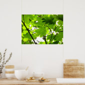 雨粒葉付きメエデ ポスター (キッチン)