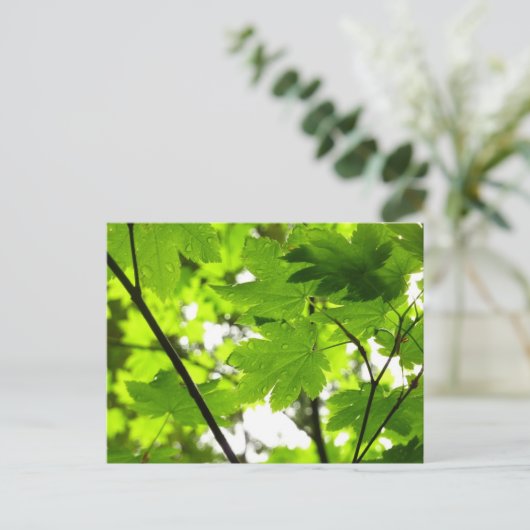 雨粒葉付きメエデ ポストカード (スタンド正面)