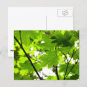 雨粒葉付きメエデ ポストカード (正面/裏面)
