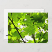 雨粒葉付きメエデ ポストカード (正面/裏面)