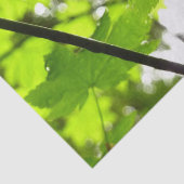 雨粒葉付きメエデ 薄葉紙 (詳細)