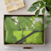 雨粒葉付きメエデ 薄葉紙 (ギフト)