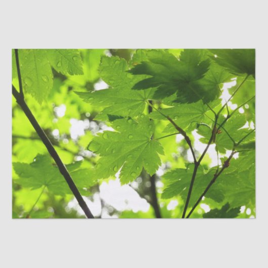 雨粒葉付きメエデ 薄葉紙 (正面)