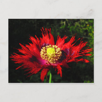 雨粒 ポストカード