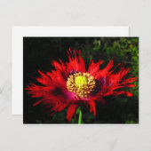 雨粒 ポストカード (正面/裏面)