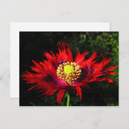 雨粒 ポストカード (正面/裏面)