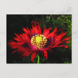 雨粒 ポストカード