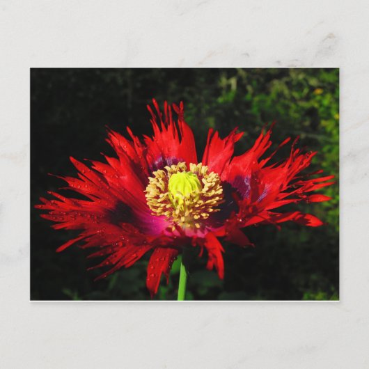 雨粒 ポストカード (正面)