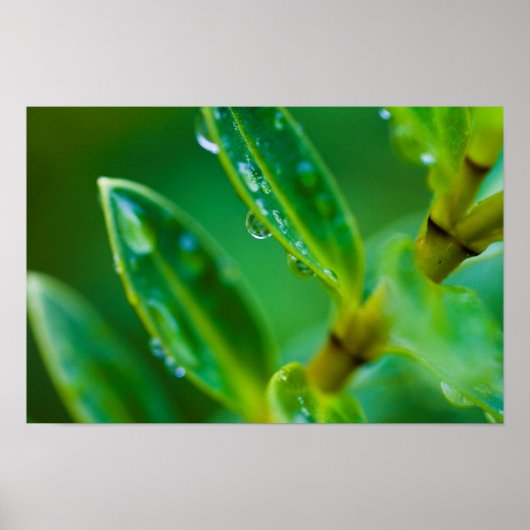 雨葉の後の緑のポスター ポスター (正面)